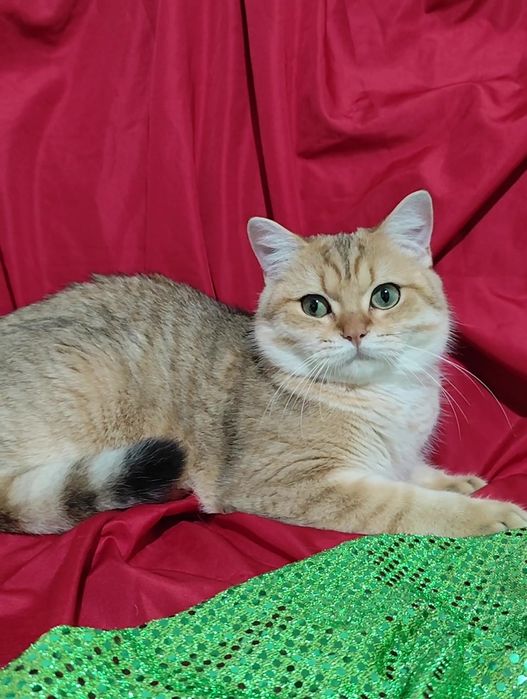 Британская золотая шиншилла мальчик девочка очень милые