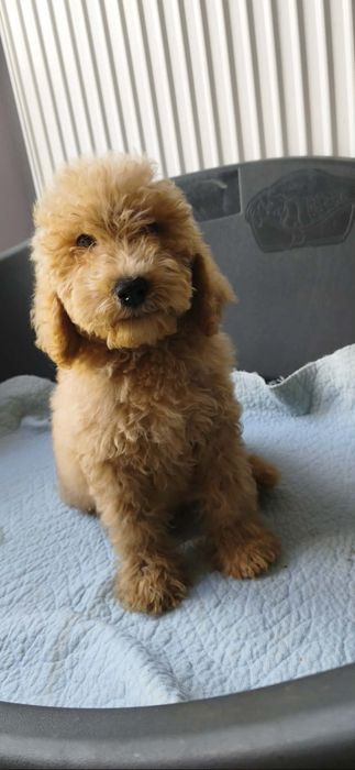 Apricot płowy goldendoodle samiec biszkoptowy badania genetyczne