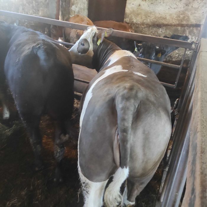 Sprzedam jałówkę mięsną krowę ok. 600kg simental,limousine czarna,17zł