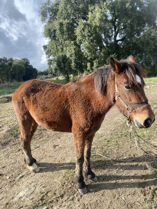 Vendo poldra garrana mansa nobre