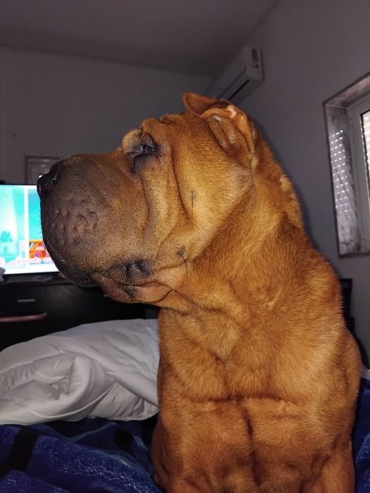 Sharpei de raça para adoção