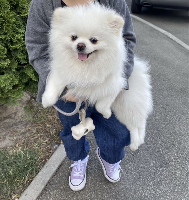 Продам Шпіца кобель 3 роки