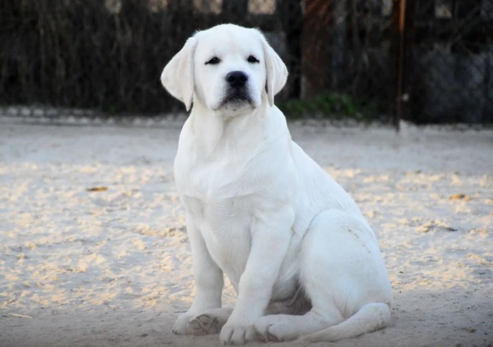 Щенок лабрадор ретривер!