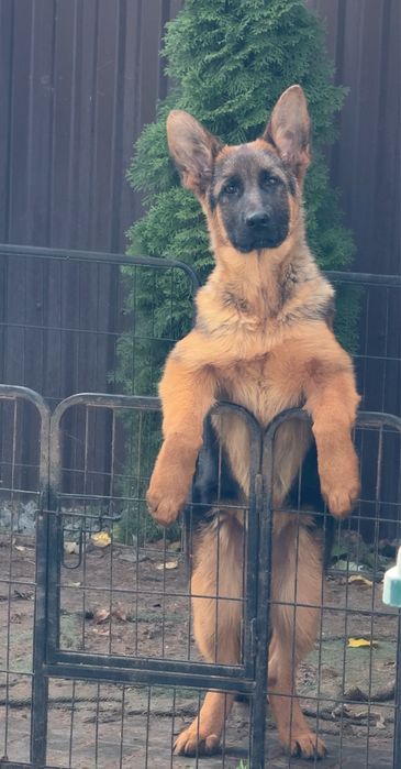 Дівчинка німецької вівчарки