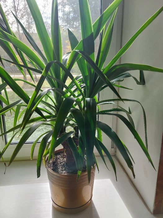 Юка кімнатна велика