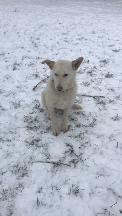 Шукає дім хлопчик білого кольору