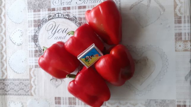 Николаев купить семена дачный семена томата