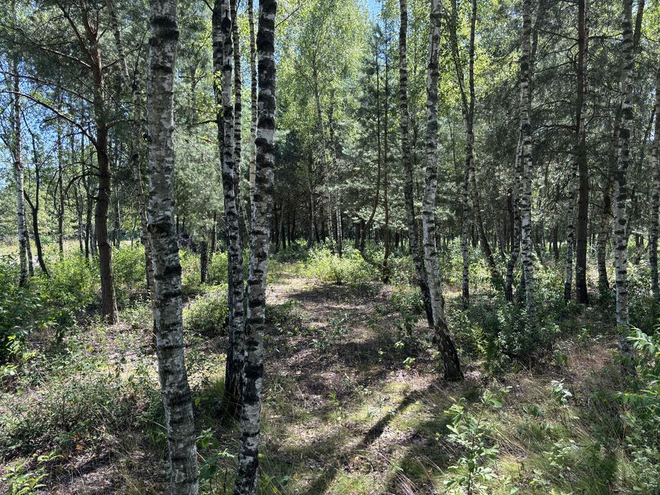 Dom Jednorodzinny spokojna okolica otoczona Lasem 95 M2