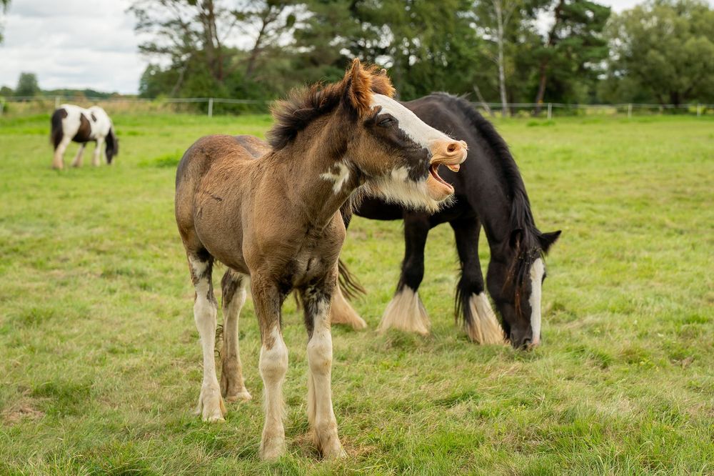 Sliczny ogierek irish cob/gypsy cob, tinker