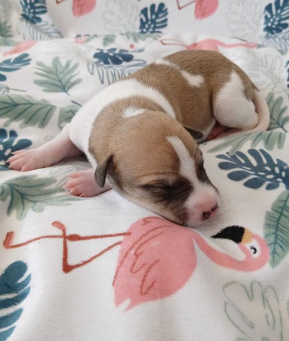 Whippet Chart Angielski piesek ZKwP / FCI