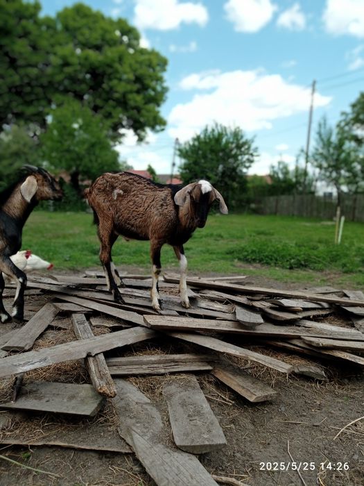 Kozioł koziołek capek anglonbijski AN  87%