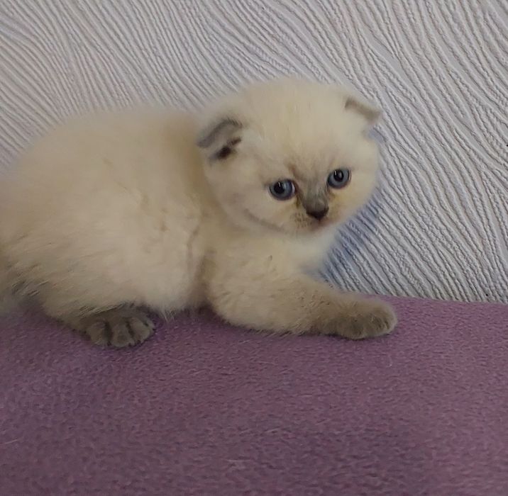 Кошенята плюшові шотландці