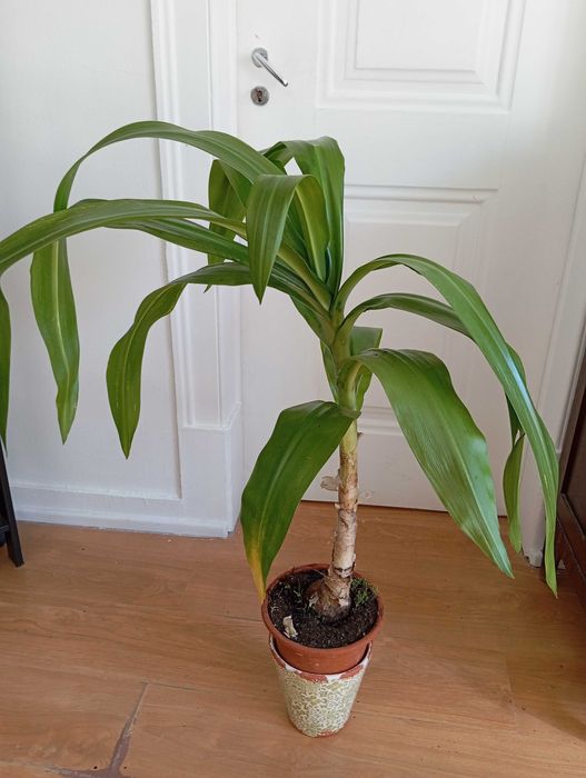 Lírio Aranha Branco