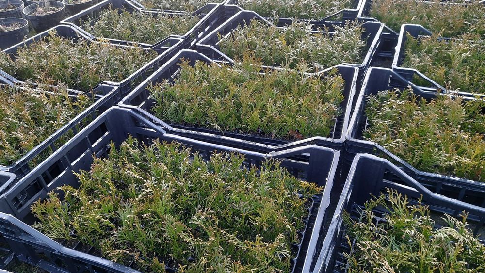 Tuja szmaragd multipaleta