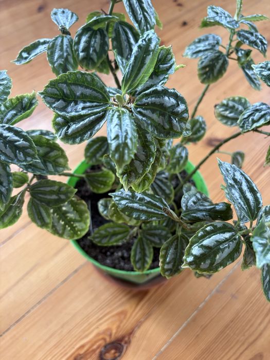 Pilea aluminiowa