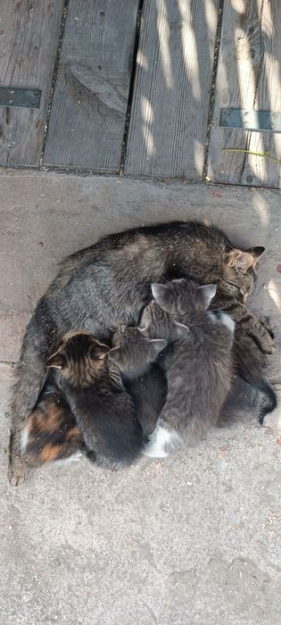 Кошенята шукають дім!