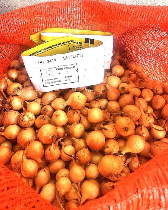 Голландська цибуля у мішках свіжий завіз