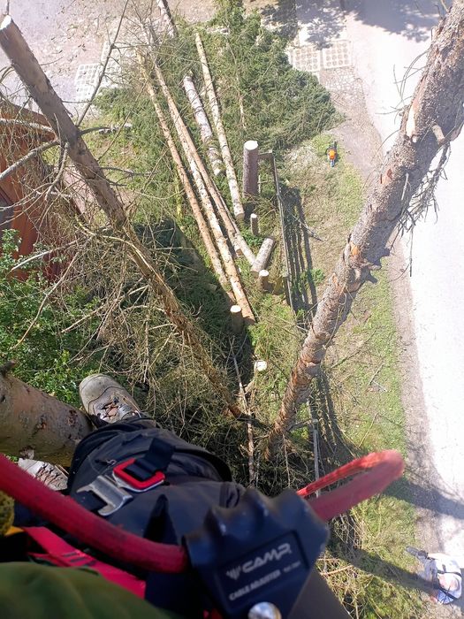 Alpinistyczna Wycinka Drzew