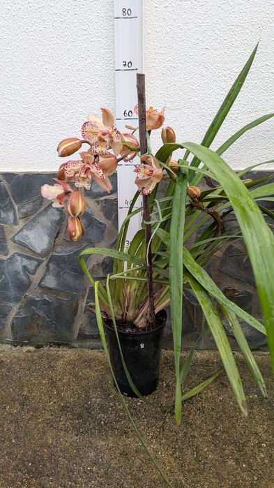Orquídea Cimbidium especial