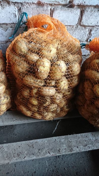 LILLY  GALLA  SATINA ziemniaki prosto od rolnika!!!DOSTAWA H