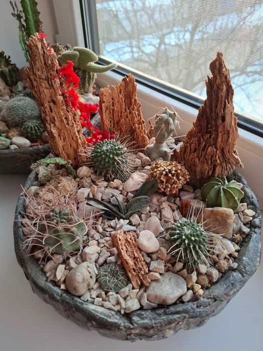 Кактуси і сукуленти