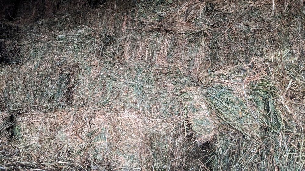 Продаю тюки люцерни