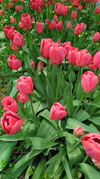 Продаю квіти ( букети)