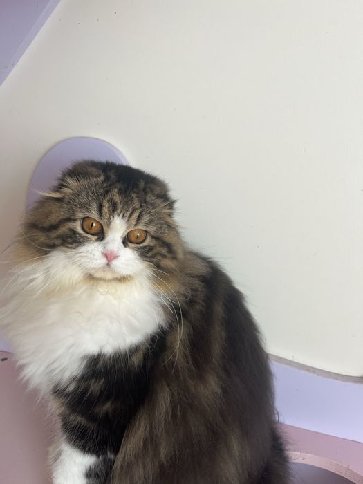 Haighland fold femea