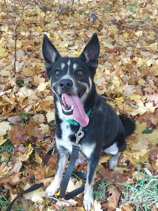 Kto pokocha dorosłego psa? Uroczy mix łajka szuka domu