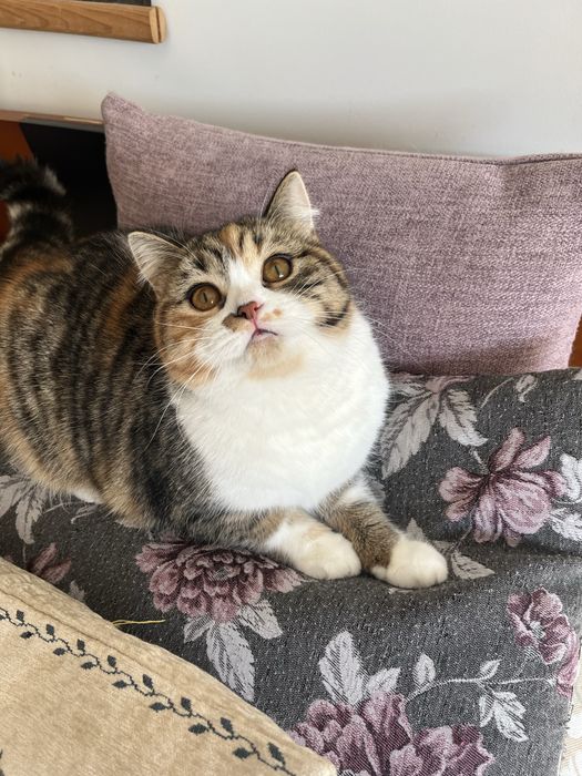 Scottish straight femea