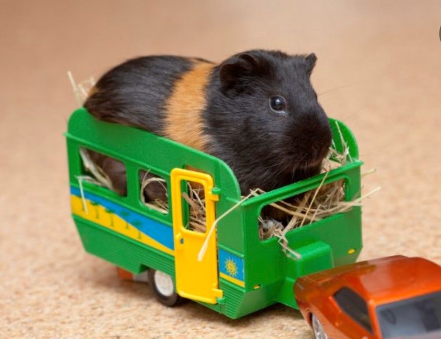 Морская свинка много малышей