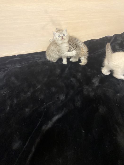 Шотландские котята