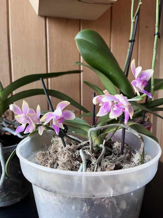 Орхидея фаленопсис