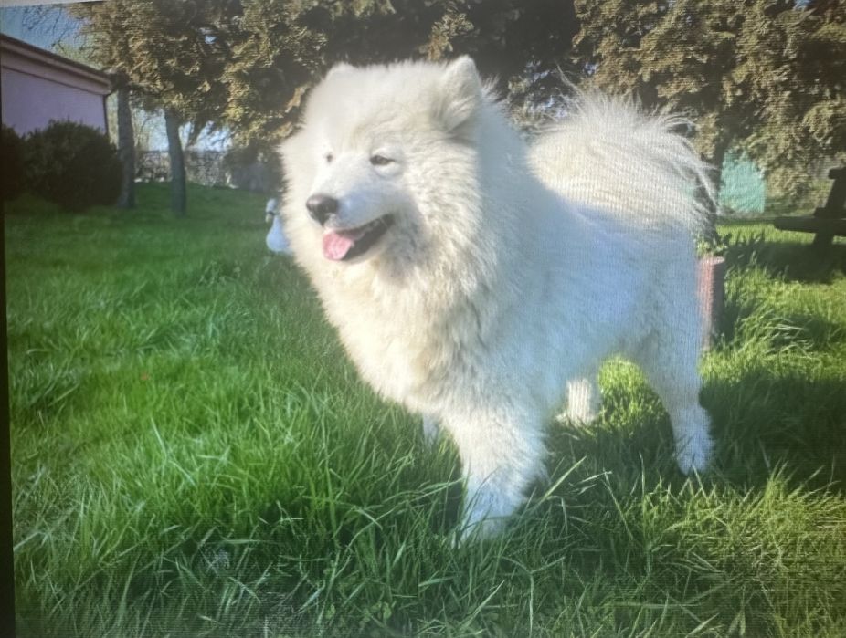 Sprzedam Samoyeda