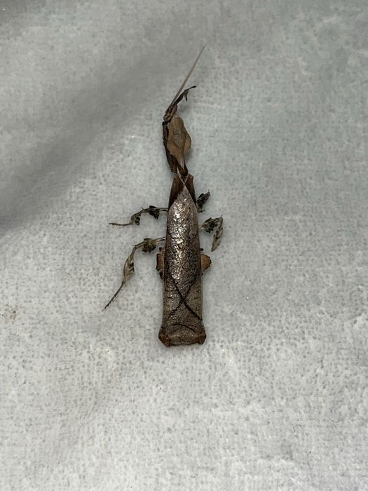 Modliszki liściogłowe (Phyllocrania paradoxa) imago