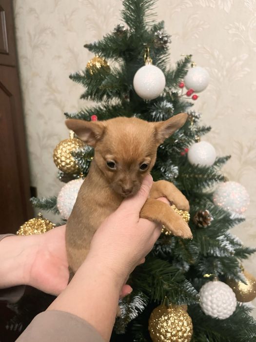 Дівчинка Той-Терьєр