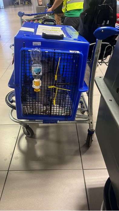 CAIXA DE TRANSPORTE ANIMAL