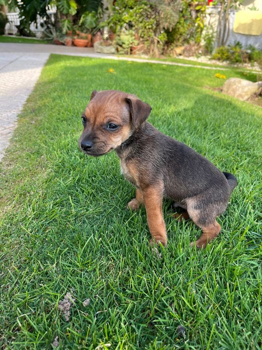 Pincher bebe macho criado em ambiente familiar
