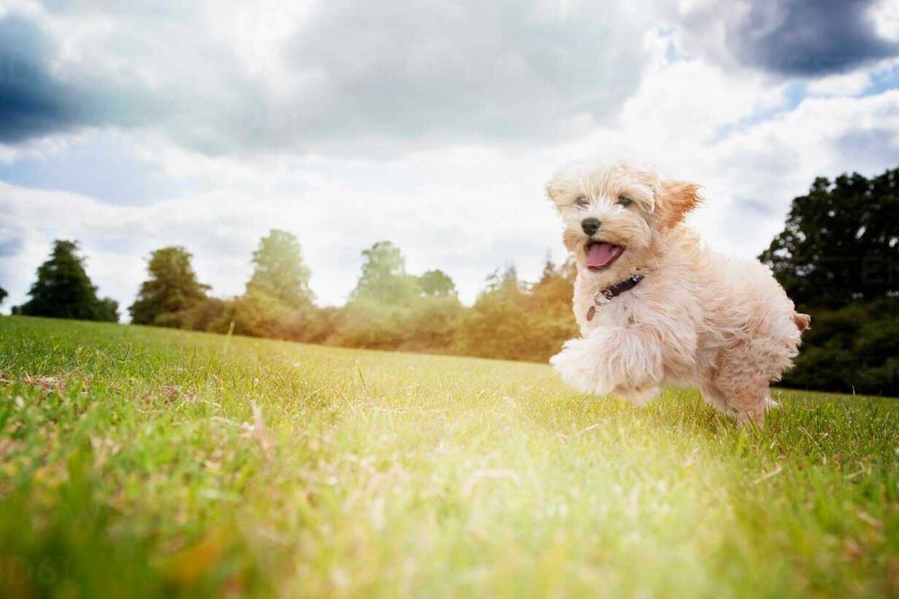 Passeador de Cães – Gaia