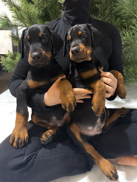 Щенки Добермана ТОП цуценя