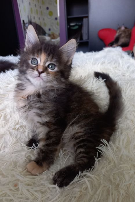 Бронируем мейнкунчики с документами ,привиты,окрасы разные,возраст тож