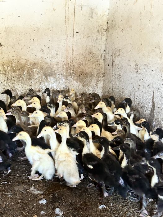 Kaczki pekin dworka staropolska