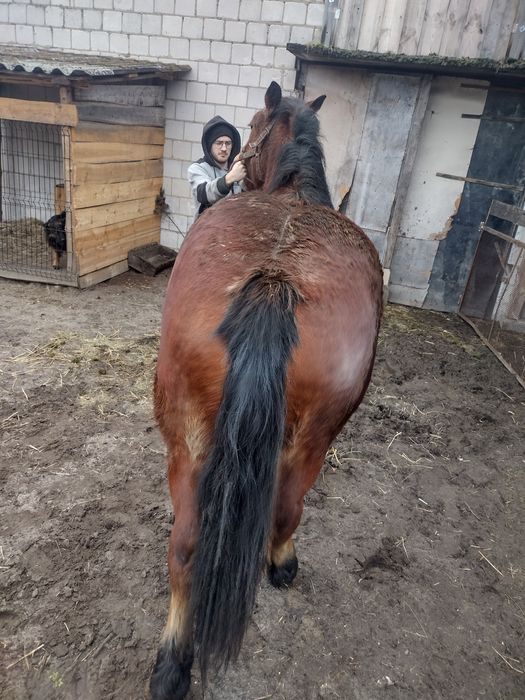 Sprzedam klacz zimnokrwistą