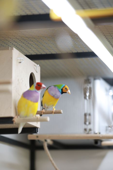 Клiтка для Амадин