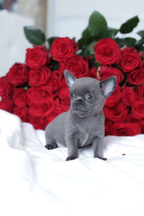Chihuahua FCI chłopak  niebieski