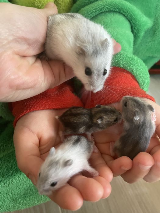 Хомяк джунгарский