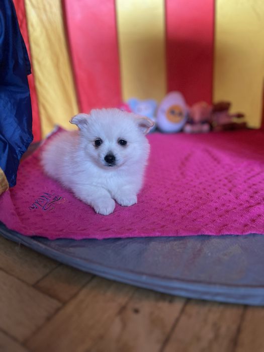 Szpic Niemiecki Mały pomerianin !