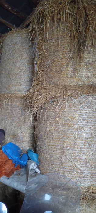 Słoma owsiana z stodoły