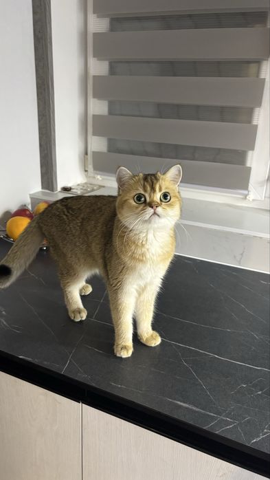 Золотая шиншила  котята