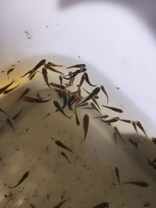 Peixes cometas bebés